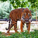Mike the Tiger's Habitat