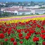 Carlsbad Premium Outlets