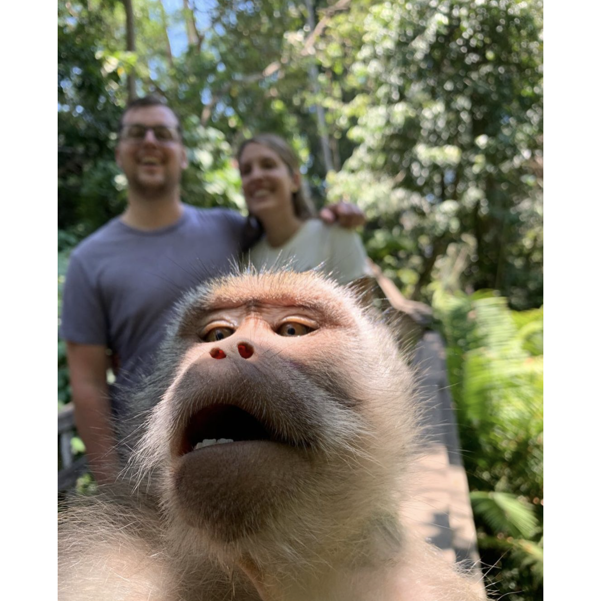 monkey