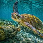 Loggerhead Marinelife Center