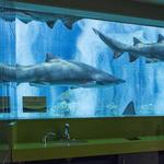 OdySea Aquarium