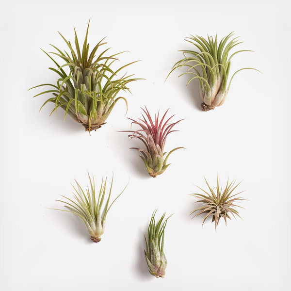 Home Botanicals, 6-Piece Ionantha Air Plant Collection | Zola