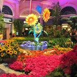 Bellagio Flower Conservatory and Fountain Show