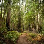 Montgomery Woods State Park