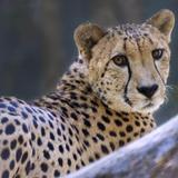 Sacramento Zoo