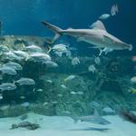 North Carolina Aquarium at Pine Knoll Shores