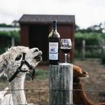 Jason's Vineyard