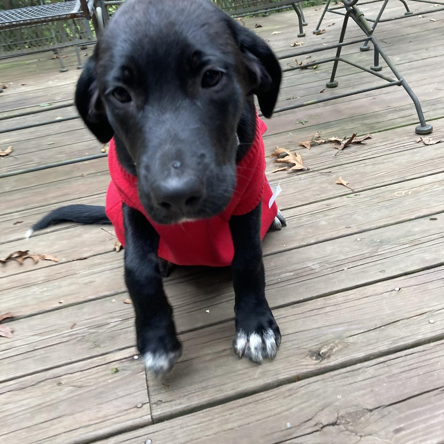 Juni wearing a vest. Very embarrassing.