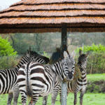 Peak Wildlife Park