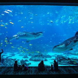 Swimming with Whale Sharks