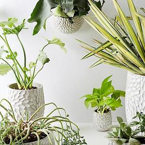 Chrysanthemum Pot