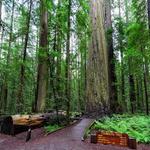 Humboldt Redwoods State Park