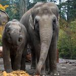 Oregon Zoo