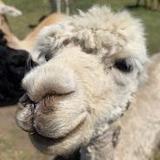 Sentinel Ranch Alpacas