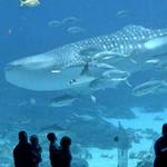 Georgia Aquarium