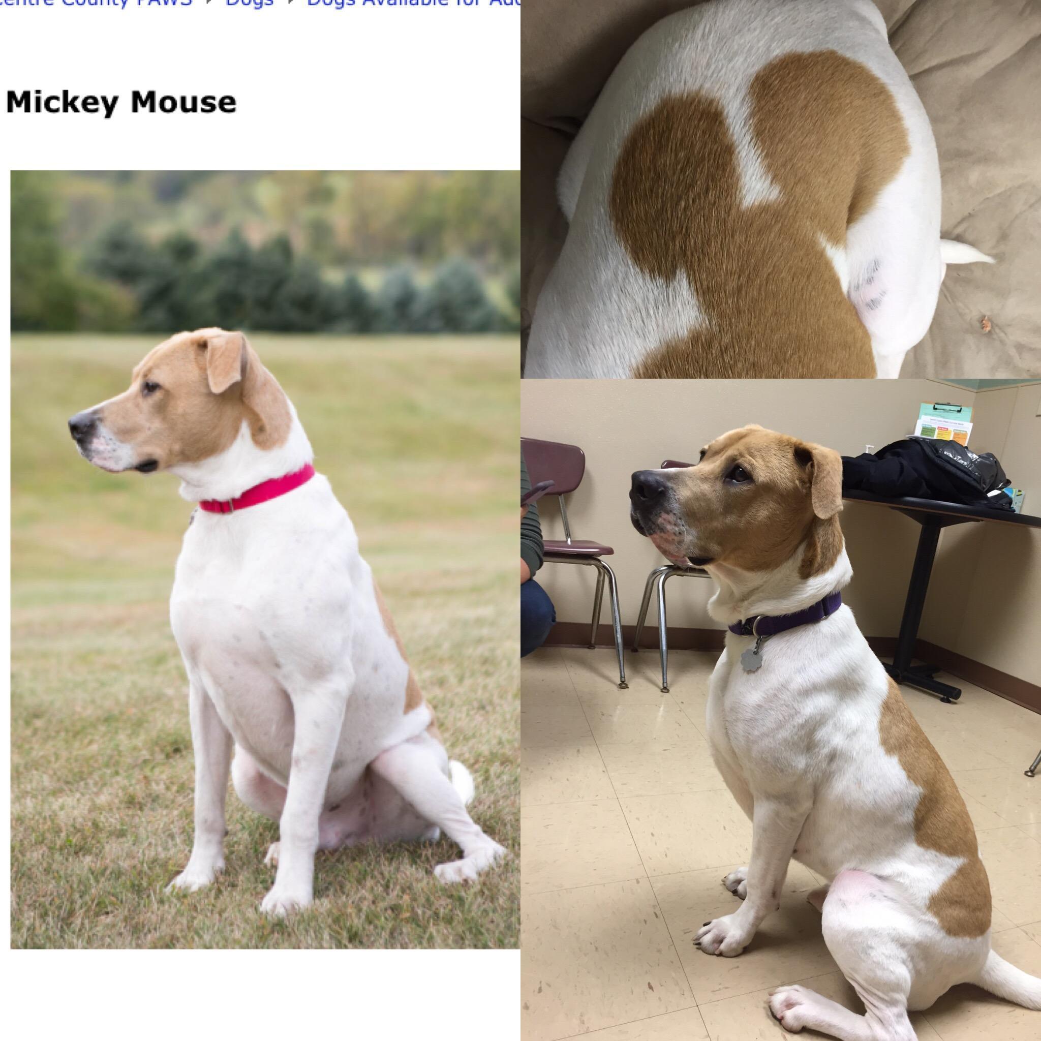The adoption of Mickey Mouse the Dog
