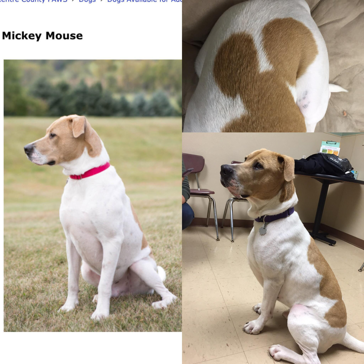 The adoption of Mickey Mouse the Dog