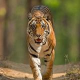 Pench National Park