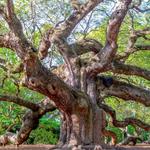 Angel Oak Tree