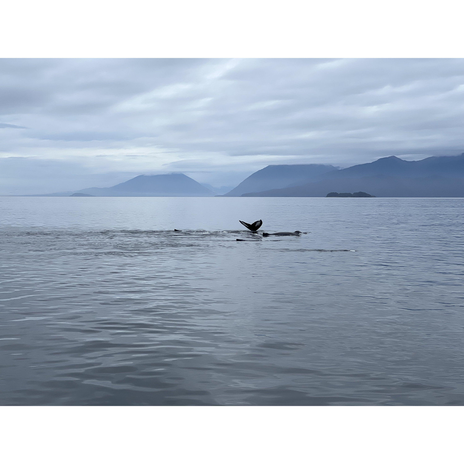 Whale watching during our Alaska Cruise