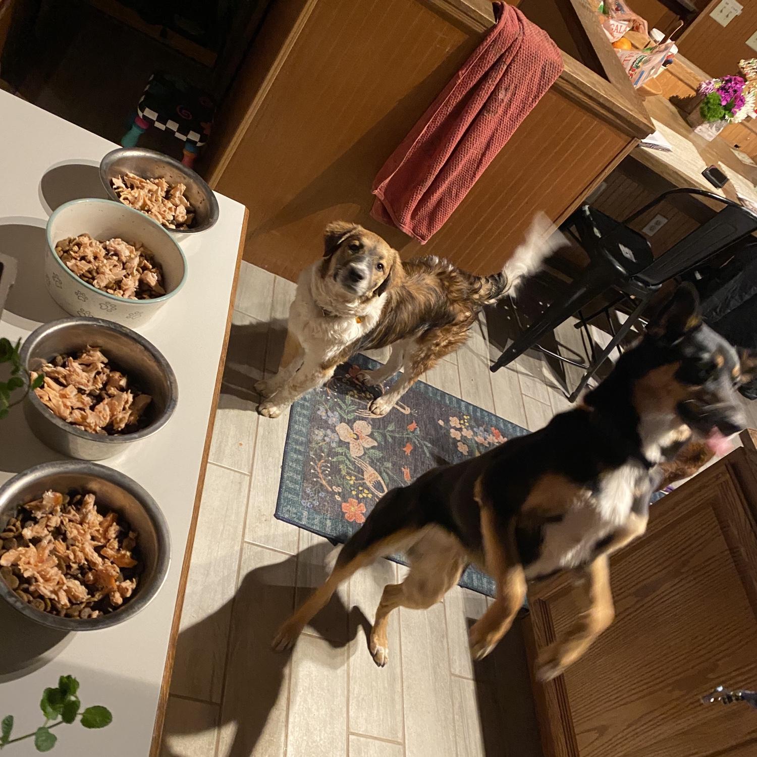 Doggy meal time!