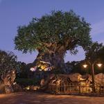Disney's Animal Kingdom Theme Park