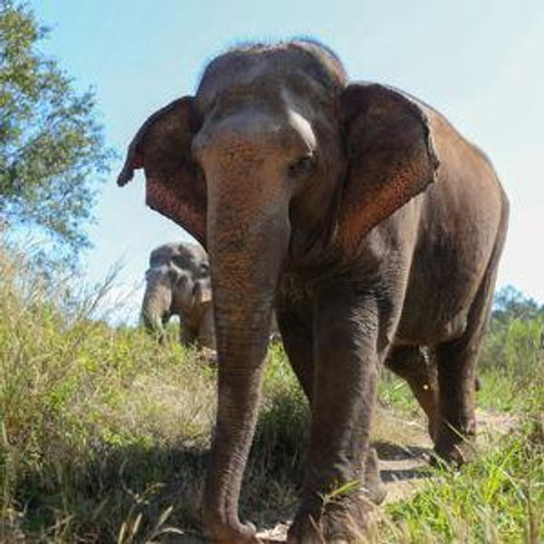 Elephant Sanctuary Experience in Chiang Mai