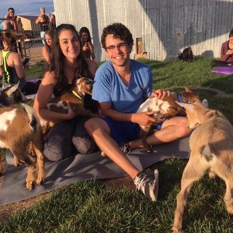 Goat yoga