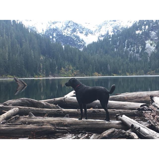 Finn dog!