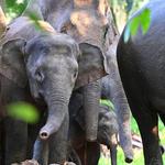 Houston Zoo