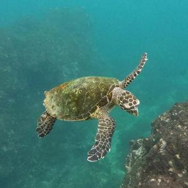 Honeymoon Adventures: Snorkling