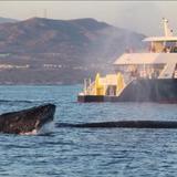 Discovery Whale Watch
