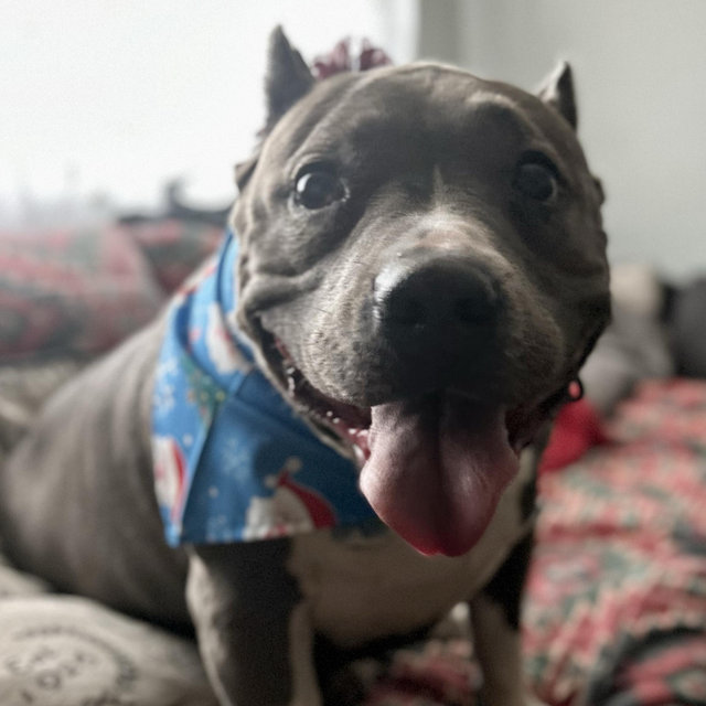 Treats for Lola