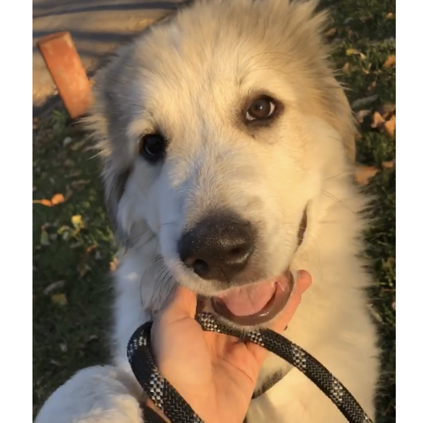 Toby our Great Pyrenees!