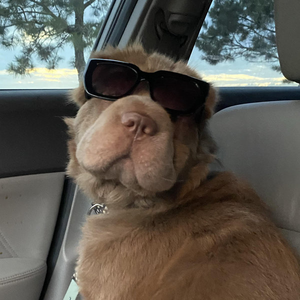 Dog Sitter