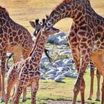 Phoenix Zoo