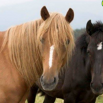 Graves Mountain Farm & Lodges