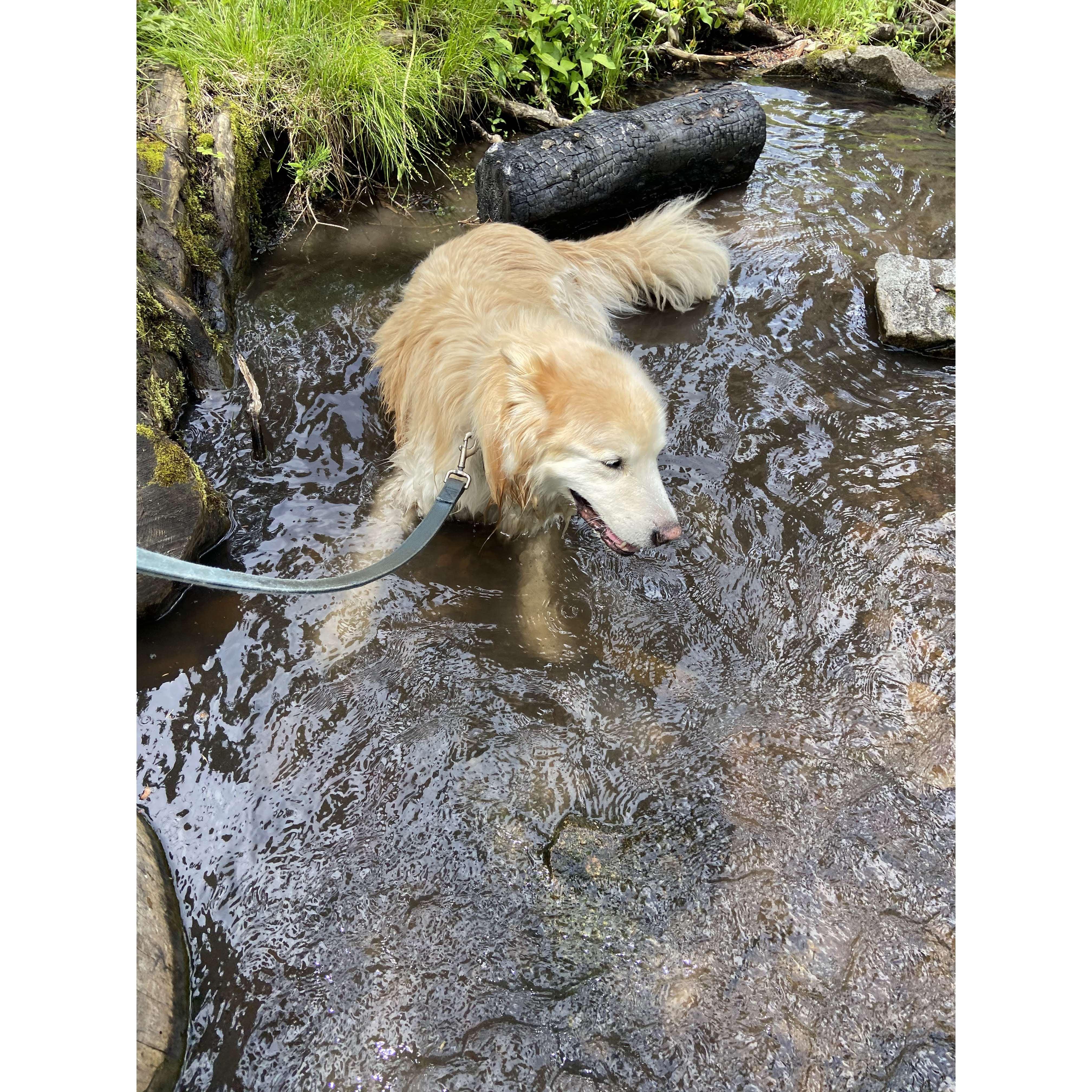 Chewie , Montana hike / July 2022
