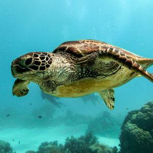 Snorkeling in Hawaii
