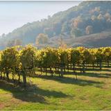 DuCard Vineyards