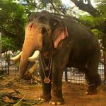Kaveri Elephant Park