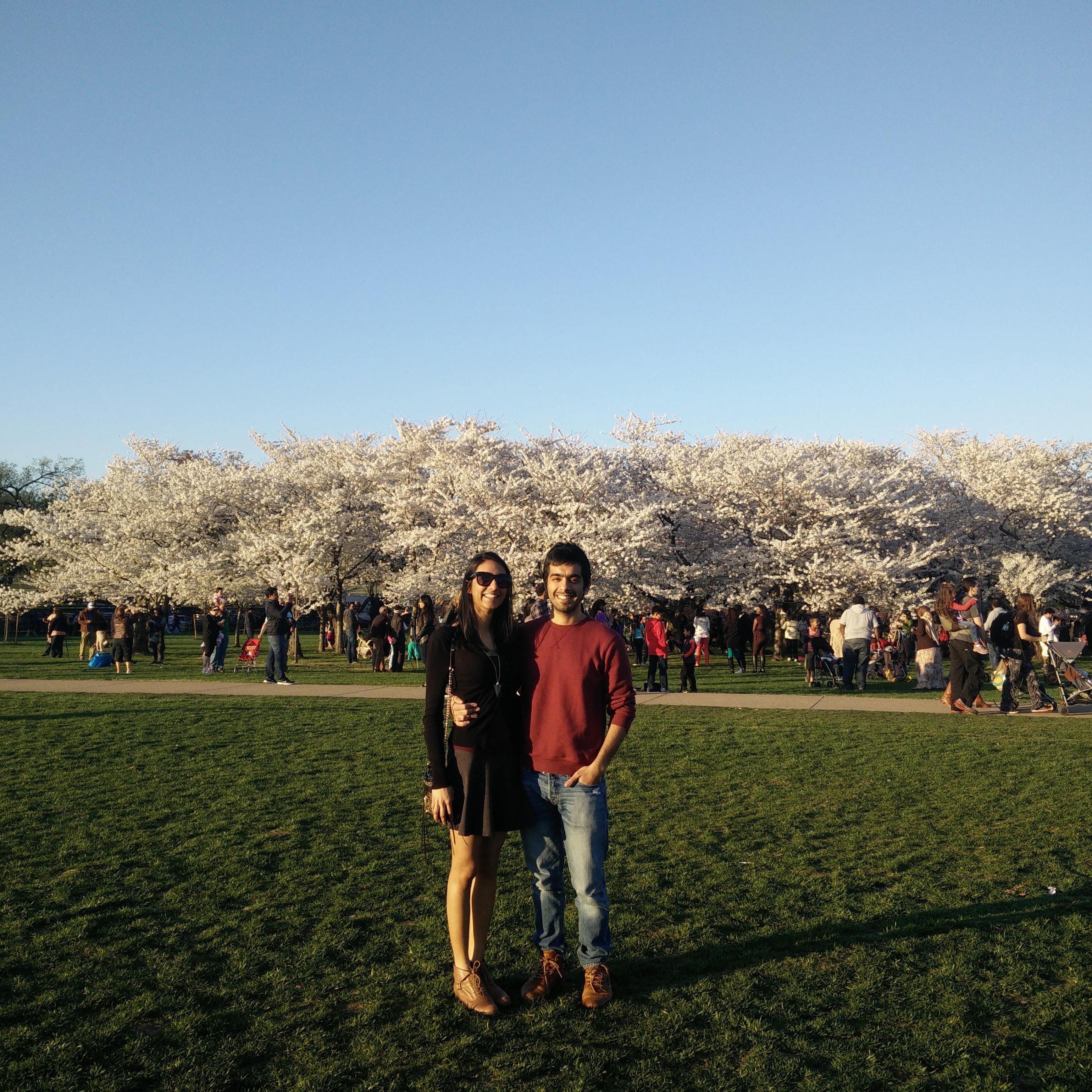 Cherry Blossoms, April 2015.