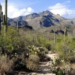 Hike the Sabino Canyon