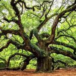 Angel Oak Tree