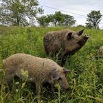 Wooly Pig Farm Brewery
