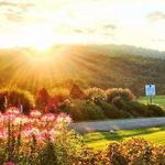 Jefferson Vineyards