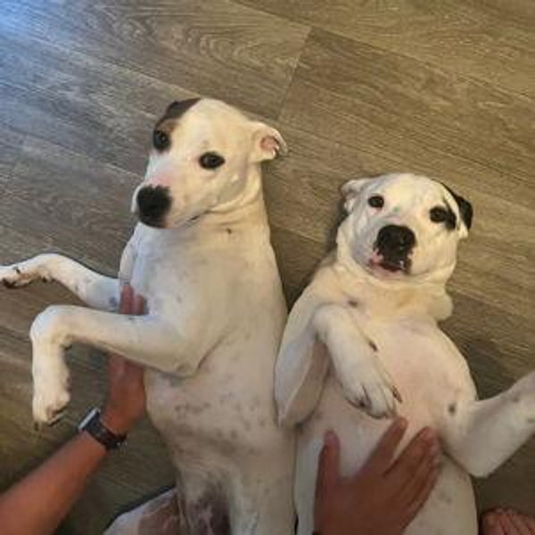Dog Babysitter for Our Honeymoon