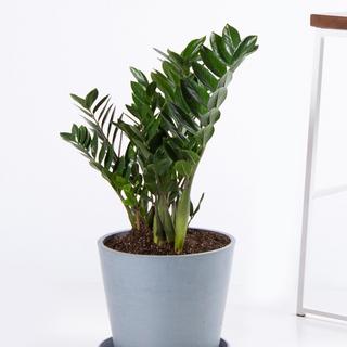 ZZ Plant
