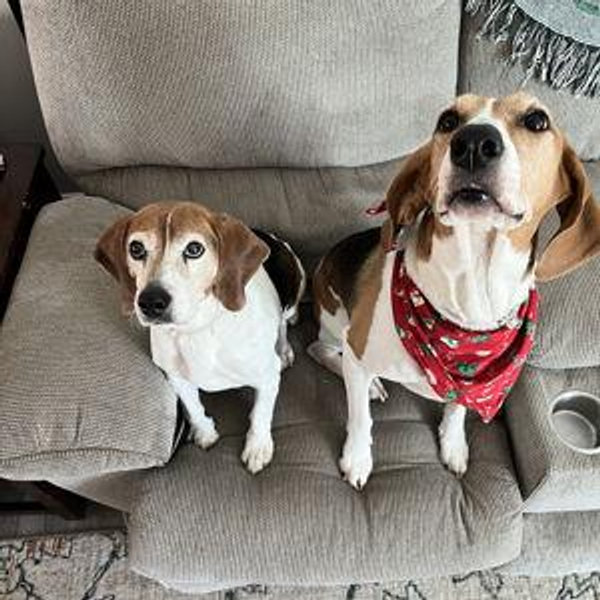 Bart & Bingo's Toy & Treat Fund