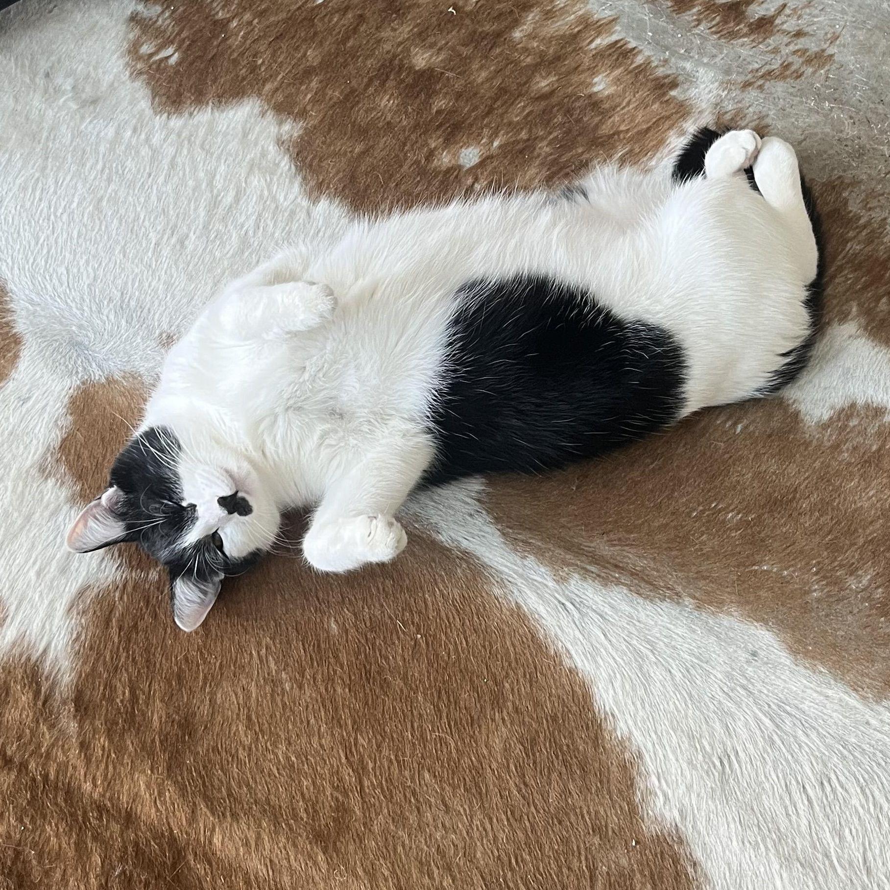 Our second kitty- Cowboy